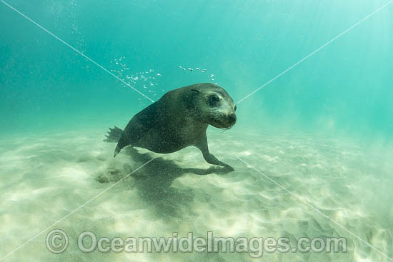 Australian Fur Seal Port Phillip Bay photo Australian Fur Seal Port Phillip Bay photo