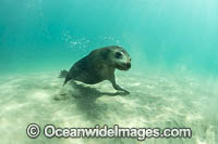 Australian Fur Seal Port Phillip Bay Photo - Gary Bell