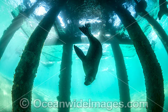 Australian Fur Seal Port Phillip Bay photo