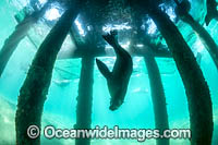 Australian Fur Seal Port Phillip Bay Photo - Gary Bell