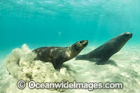 Australian Fur Seal Port Phillip Bay Photo - Gary Bell