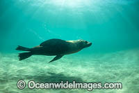 Australian Fur Seal Port Phillip Bay Photo - Gary Bell