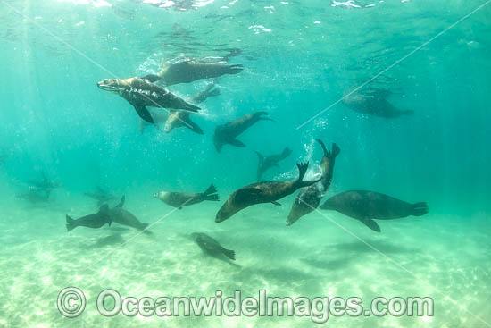 Australian Fur Seal Port Phillip Bay photo Australian Fur Seal Port Phillip Bay photo