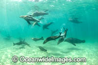 Australian Fur Seal Port Phillip Bay Photo - Gary Bell