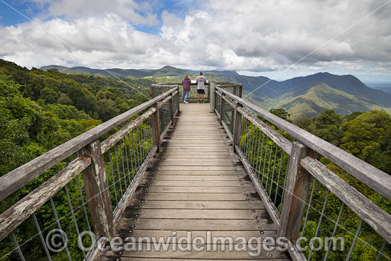 Dorrigo Rainforest Boardwalk photo Dorrigo Rainforest Boardwalk photo