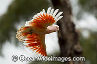 Major Mitchell's Cockatoo Photo - Gary Bell
