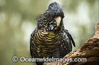 Red-tailed Black Cockatoo Photo - Gary Bell