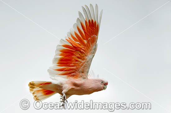 Major Mitchell's Cockatoo photo Major Mitchell's Cockatoo photo