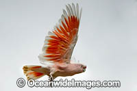 Major Mitchell's Cockatoo Photo - Gary Bell
