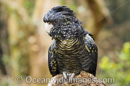 Red-tailed Black Cockatoo photo Red-tailed Black Cockatoo photo