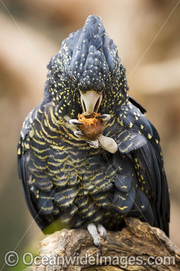 Red-tailed Black Cockatoo photo Red-tailed Black Cockatoo photo