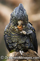 Red-tailed Black Cockatoo Photo - Gary Bell