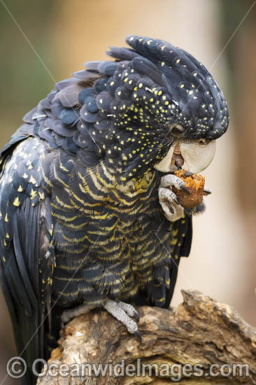 Red-tailed Black Cockatoo Calyptorhynchus banksii photo Red-tailed Black Cockatoo Calyptorhynchus banksii photo