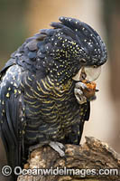 Red-tailed Black Cockatoo Calyptorhynchus banksii Photo - Gary Bell