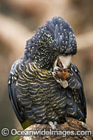 Red-tailed Black Cockatoo Photo - Gary Bell