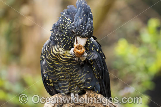 Red-tailed Black Cockatoo photo Red-tailed Black Cockatoo photo