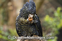 Red-tailed Black Cockatoo Photo - Gary Bell