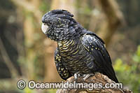 Red-tailed Black Cockatoo Calyptorhynchus banksii Photo - Gary Bell