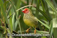 Star Finch Neochmia ruficauda Photo - Gary Bell