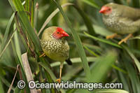 Star Finch Neochmia ruficauda Photo - Gary Bell