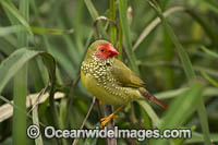 Star Finch Neochmia ruficauda Photo - Gary Bell