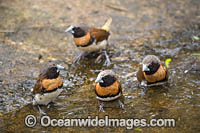 Chestnut-breasted Mannikin Finch Photo - Gary Bell