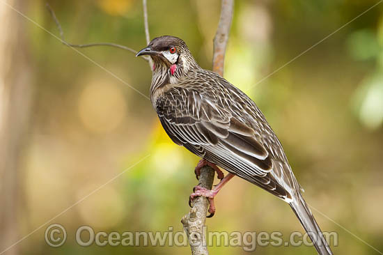 White-eared Honeyeater Nesoptilotis leucotis photo White-eared Honeyeater Nesoptilotis leucotis photo