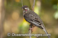 White-eared Honeyeater Nesoptilotis leucotis Photo - Gary Bell