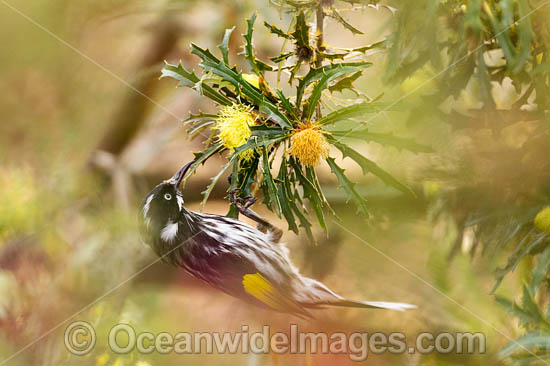 White-eared Honeyeater photo White-eared Honeyeater photo