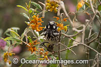 White-eared Honeyeater Photo - Gary Bell