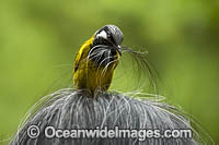 White-eared Honeyeater Nesoptilotis leucotis Photo - Gary Bell