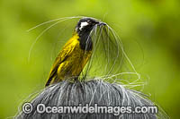White-eared Honeyeater Photo - Gary Bell