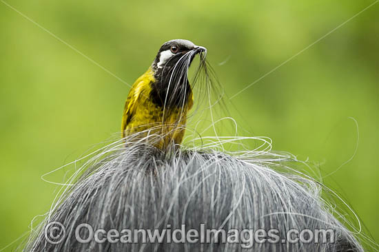 White-eared Honeyeater photo White-eared Honeyeater photo