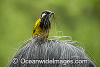 White-eared Honeyeater Photo - Gary Bell