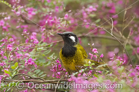 White-eared Honeyeater photo White-eared Honeyeater photo