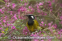 White-eared Honeyeater Photo - Gary Bell