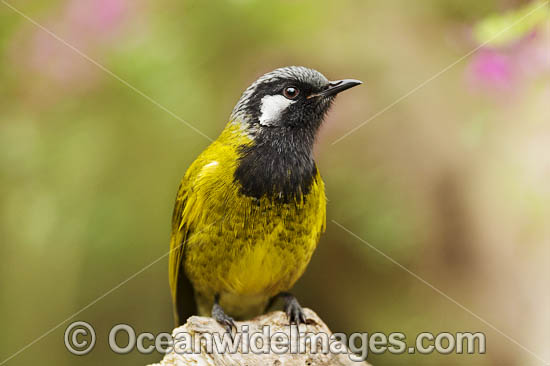 White-eared Honeyeater Nesoptilotis leucotis photo White-eared Honeyeater Nesoptilotis leucotis photo