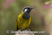 White-eared Honeyeater Nesoptilotis leucotis Photo - Gary Bell