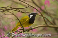 White-eared Honeyeater Photo - Gary Bell