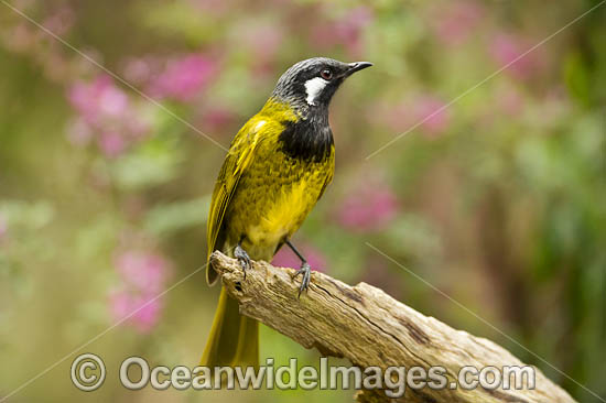 White-eared Honeyeater photo