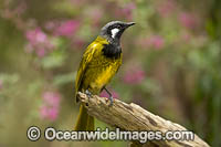 White-eared Honeyeater Photo - Gary Bell