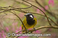 White-eared Honeyeater Nesoptilotis leucotis Photo - Gary Bell
