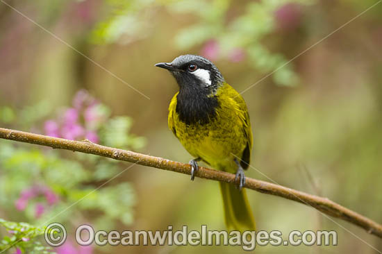 White-eared Honeyeater photo