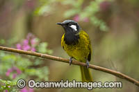 White-eared Honeyeater Photo - Gary Bell