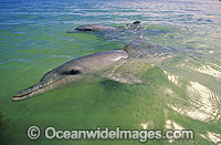 Dolphin mother and calf Photo - Gary Bell
