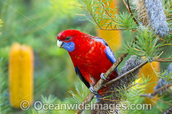 Crimson Rosella photo