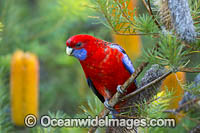 Crimson Rosella Photo - Gary Bell
