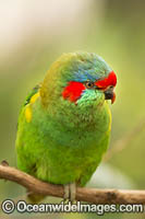 Musk Lorikeet Photo - Gary Bell
