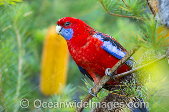 Crimson Rosella photo
