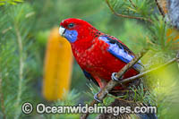 Crimson Rosella Photo - Gary Bell